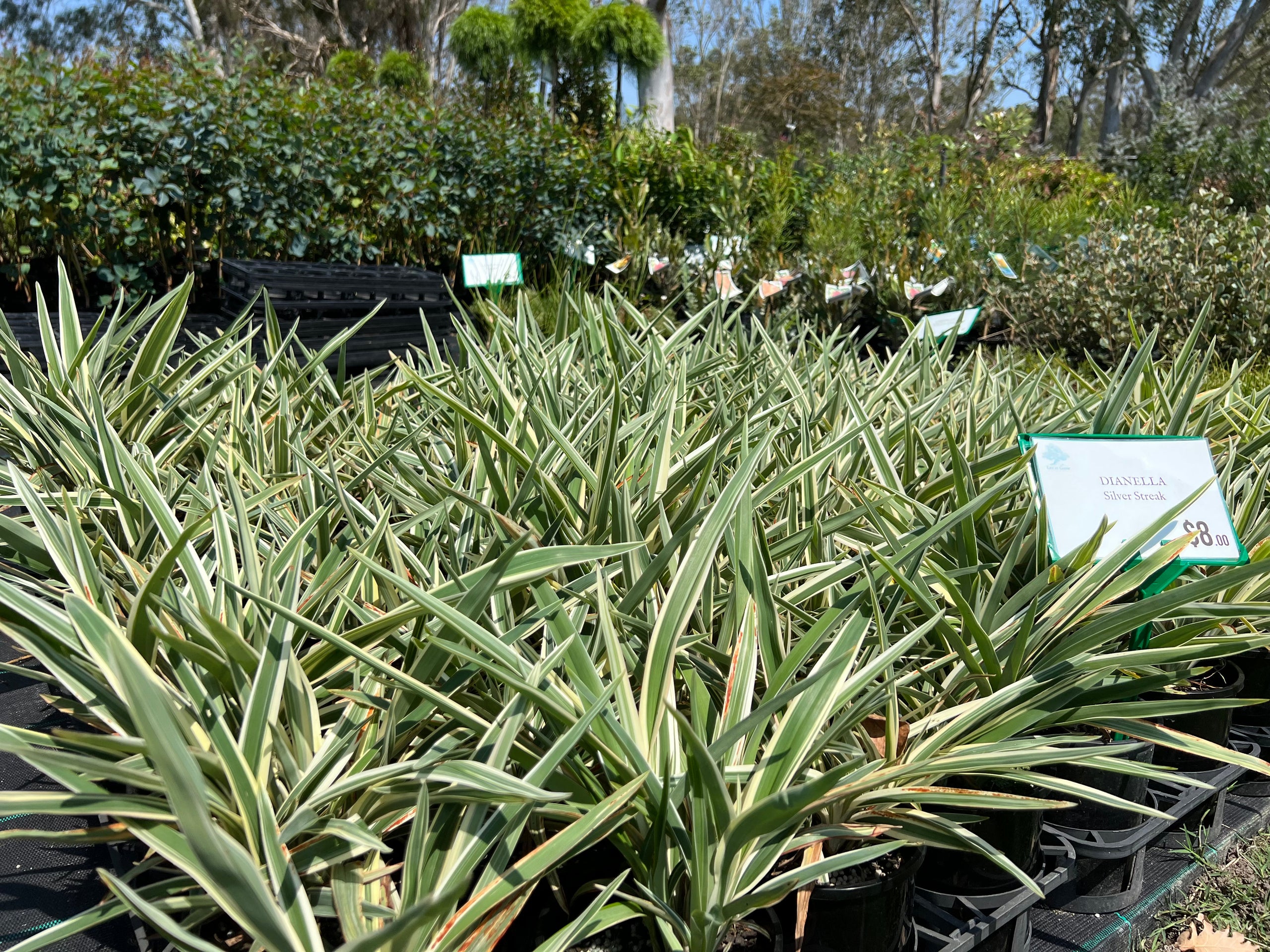 Dianella Silver Streak | Let it Grow Nursery