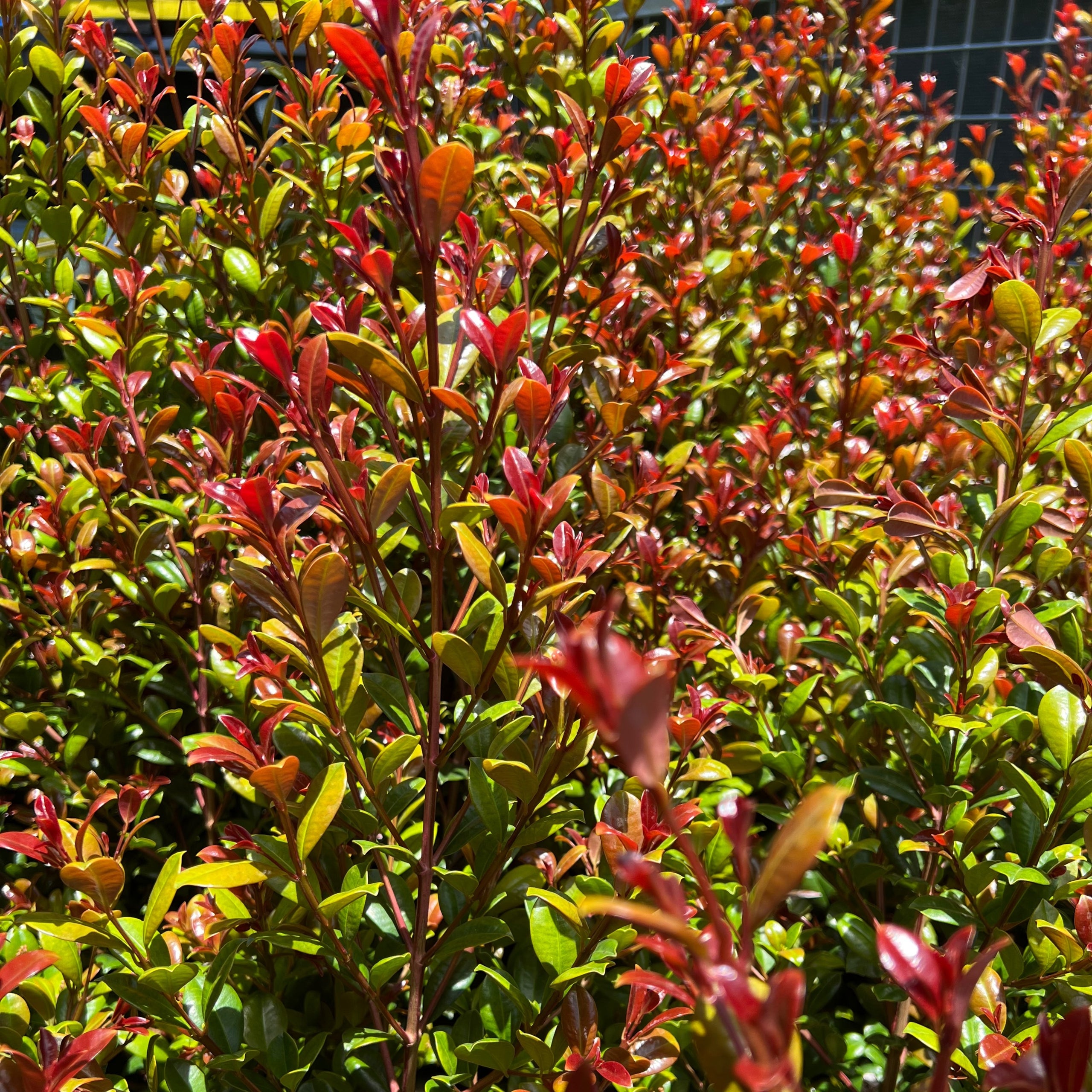 Syzygium Cherry Bomb Lillypilly | Let it Grow Nursery