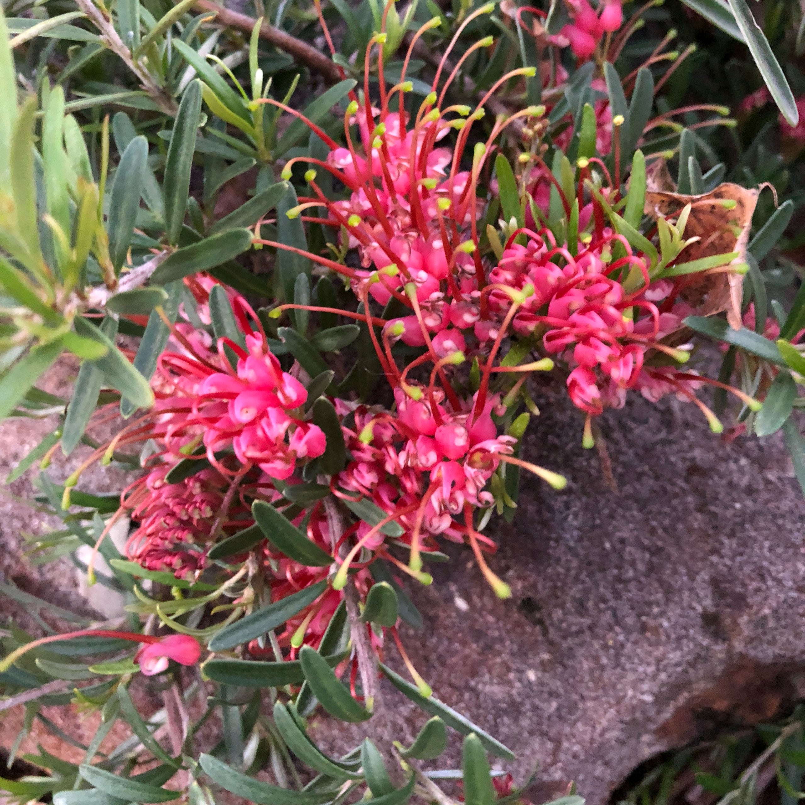 Grevillea Gin Gin Gem Let it Grow Nursery